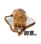 グティとカレンのハッピーライフ（個別スタンプ：28）