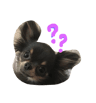 chihuahua！alice！（個別スタンプ：1）