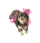 chihuahua！alice！（個別スタンプ：2）