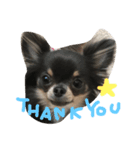 chihuahua！alice！（個別スタンプ：3）