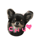 chihuahua！alice！（個別スタンプ：4）