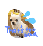 chihuahua！alice！（個別スタンプ：5）