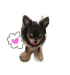 chihuahua！alice！（個別スタンプ：6）