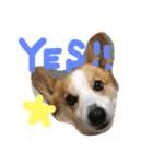 chihuahua！alice！（個別スタンプ：7）