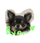 chihuahua！alice！（個別スタンプ：8）
