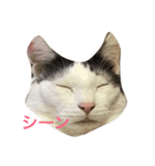 うーさんちの猫達。（個別スタンプ：1）