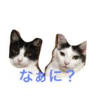 うーさんちの猫達。（個別スタンプ：3）