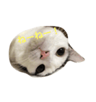 うーさんちの猫達。（個別スタンプ：4）