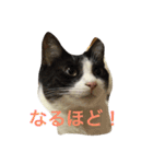 うーさんちの猫達。（個別スタンプ：5）