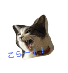 うーさんちの猫達。（個別スタンプ：6）