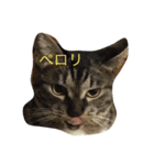 うーさんちの猫達。（個別スタンプ：8）