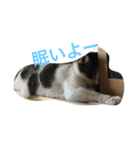 うーさんちの猫達。（個別スタンプ：9）