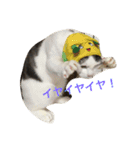 うーさんちの猫達。（個別スタンプ：10）