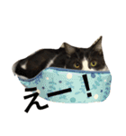 うーさんちの猫達。（個別スタンプ：11）
