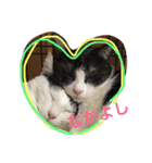 うーさんちの猫達。（個別スタンプ：12）