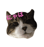 うーさんちの猫達。（個別スタンプ：13）