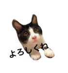 うーさんちの猫達。（個別スタンプ：14）