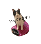 うーさんちの猫達。（個別スタンプ：15）