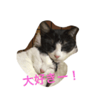 うーさんちの猫達。（個別スタンプ：16）