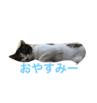 うーさんちの猫達。（個別スタンプ：17）