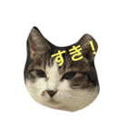 うーさんちの猫達。（個別スタンプ：18）
