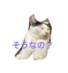 うーさんちの猫達。（個別スタンプ：19）