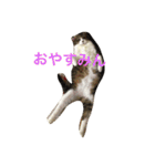 うーさんちの猫達。（個別スタンプ：20）
