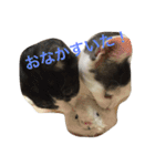 うーさんちの猫達。（個別スタンプ：21）