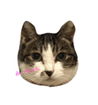 うーさんちの猫達。（個別スタンプ：23）