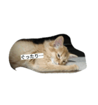 raza'everyday（個別スタンプ：1）