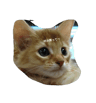 raza'everyday（個別スタンプ：3）