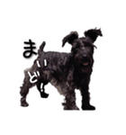 黒シュナ（個別スタンプ：1）