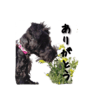 黒シュナ（個別スタンプ：4）