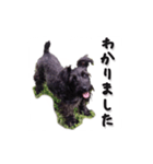 黒シュナ（個別スタンプ：5）