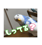 インコの森 4。（個別スタンプ：1）