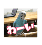 インコの森 4。（個別スタンプ：2）