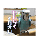 インコの森 4。（個別スタンプ：3）
