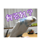 インコの森 4。（個別スタンプ：4）