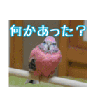 インコの森 4。（個別スタンプ：5）