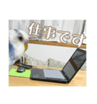 インコの森 4。（個別スタンプ：6）