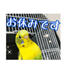 インコの森 4。（個別スタンプ：7）