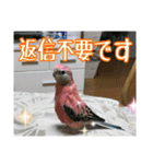 インコの森 4。（個別スタンプ：8）