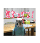 インコの森 4。（個別スタンプ：9）