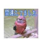 インコの森 4。（個別スタンプ：10）