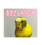 インコの森 4。（個別スタンプ：11）