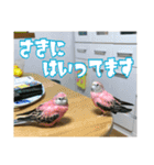 インコの森 4。（個別スタンプ：12）
