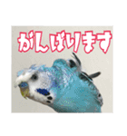 インコの森 4。（個別スタンプ：13）
