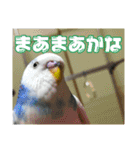 インコの森 4。（個別スタンプ：14）