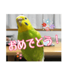 インコの森 4。（個別スタンプ：15）