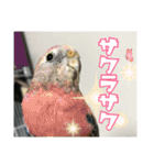 インコの森 4。（個別スタンプ：16）